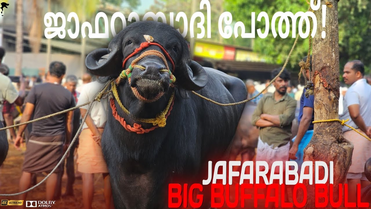 ✨JAFARABADI BUFFALO BULL🐃ചന്തയിൽ വില്പനകായി വന്നത് Chattipparamba Chanda | Pothu chantha malappuram 