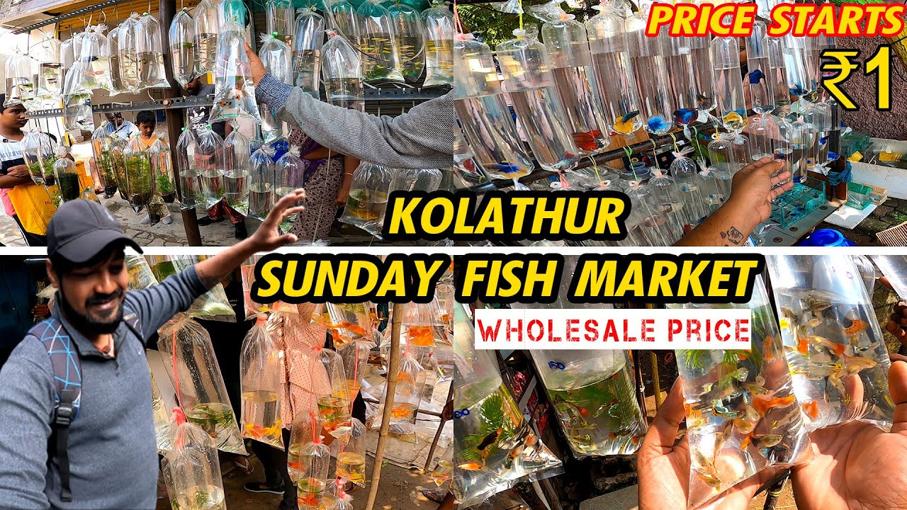 kolathur Fish Market in Tamil ₹1 ரூபாய் முதல்..!!!! Cheapest Wholesale Fish Market YouTube