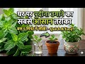 घर पर पुदीना उगाने का सब से आसान तरीका | How to Grow Mint at Home 