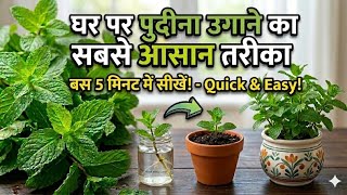 इस तरह घर पर उगाएं पुदीना 30 दिन में ताज़ा Orgenic पुदीना तैयार | How to Grow Mint at Home 