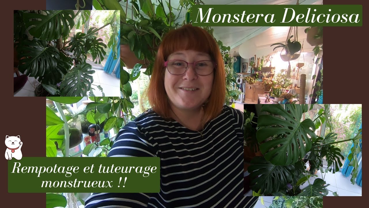 Monstera Deliciosa🌿On rempote et on tuteur un monstre en sept