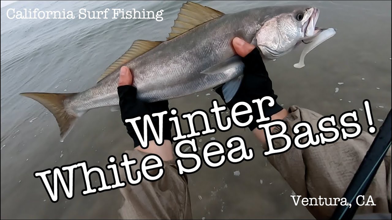 Winter Halibut & White Sea Bass Feb 7, 2021