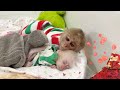 Dad surprised by monkey sinsins smart actions caring for poor baby monkey zizi