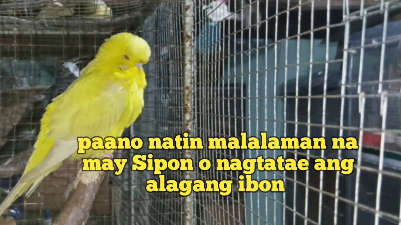 Paano natin malalaman na may sipon o nagtatae ang alagang ibon - YouTube