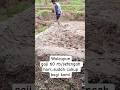 Membuat galengan sawah #shorts #petani #sediaakusebelumhujan