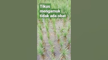 Tikus ngamuk makan padi tak ada obat tidak ber pri ketikusan😭😭