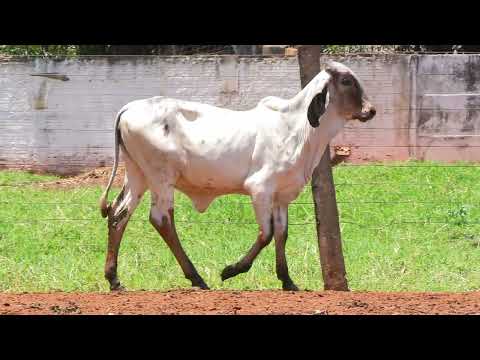 LOTE 83 • LEILÃO LIQUIDAÇÃO GIR LEITEIRO BELA VISTA • GBV 239