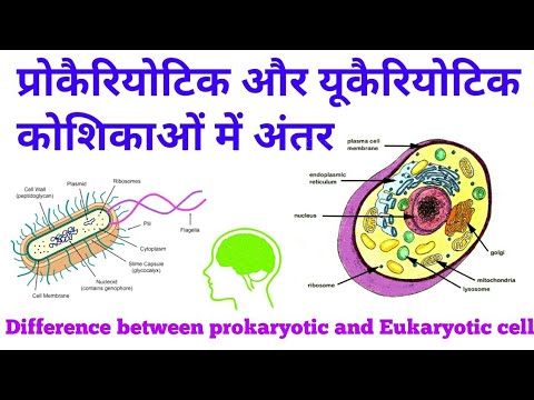 प्रोकैरियोटिक और यूकैरियोटिक कोशिका में अंतर | Difference between Prokaryotic and Eukaryotic cell.