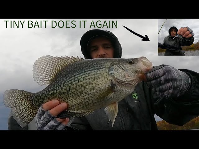 This TINY Bait does it again! HUGE FALL CRAPPIE 