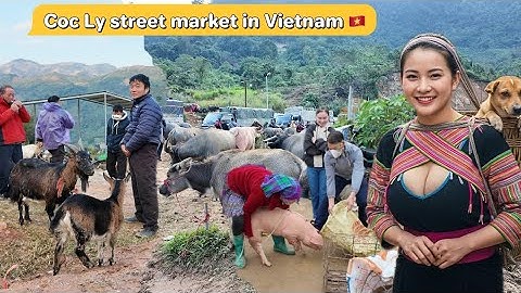 COC LY! De grootste veemarkt in het noordwesten, vol met buffels, koeien, berggeiten en lokale va...