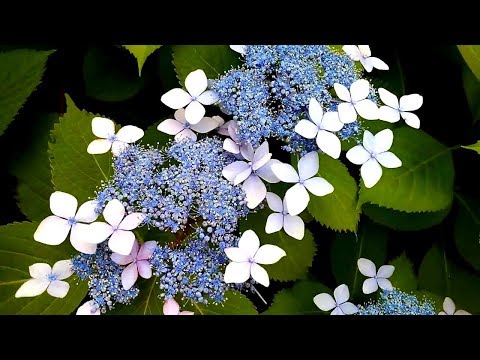 Tea of Heaven, Mountain hydrangea - Canon in D Major