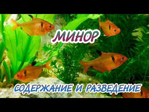 МИНОР. СОДЕРЖАНИЕ И РАЗВЕДЕНИЕ В АКВАРИУМЕ.