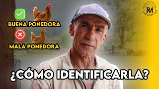 CÓMO IDENTIFICAR UNA BUENA PONEDORA