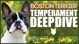 BOSTON TERRIER TEMPERAMENT