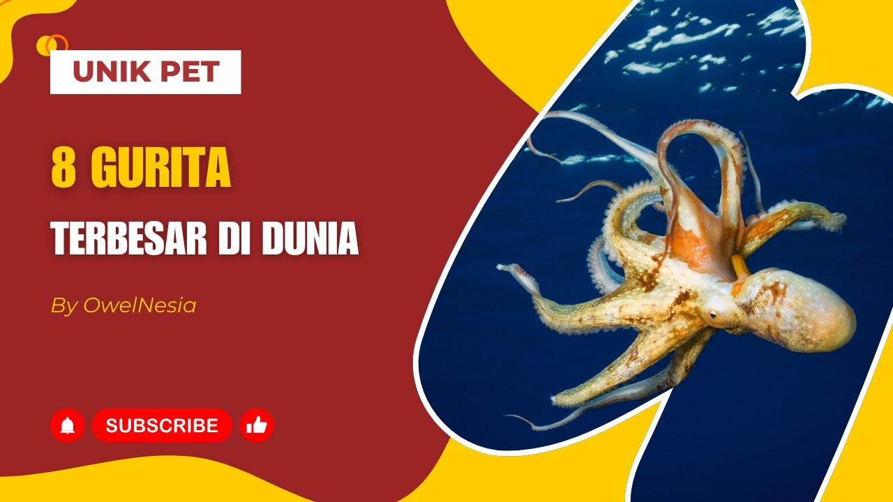8 Gurita Terbesar di Dunia, Ada yang Panjangnya 9 Meter