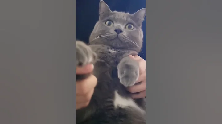 Video 1602021: cats compilation cute funny, catlover funnycat cute, cute cat dance