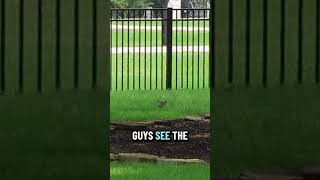 I Had To Drop Everything To See This In Our Front Yard...