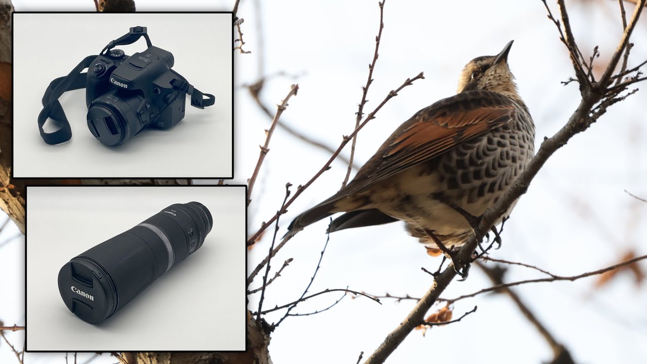 Photo Comparison] Photographing wild birds with the PowerShot SX70