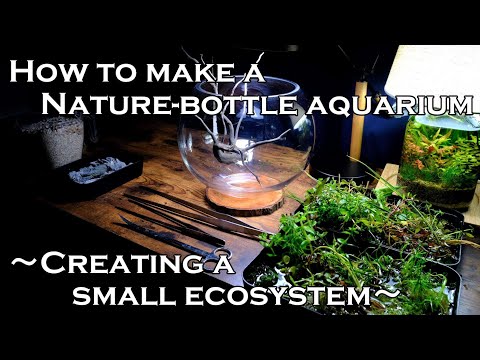#4 "ボトルに小さな生態系を創る方法" ～Nature-ボトルアクアリウムの作り方～