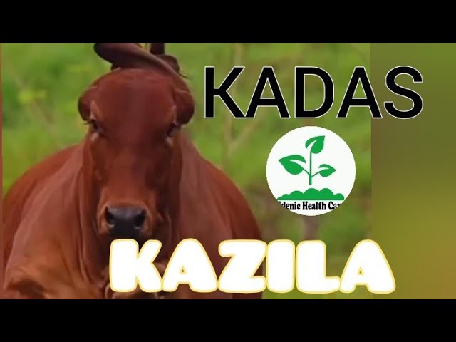 Kadas... kazila  full song #nkakweepela #kazila #bestzambianmusician2023 #afromusic #amapianomix2023 class=
