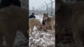 человек среди стаи волков‼️ ‼️ #wolfs #животные #волк #arcticwolf #animals #канадскийволк