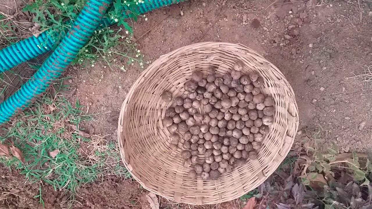 Burma Teak Seeds Germination Process YouTube Burma Teak Seeds Germination Process YouTube