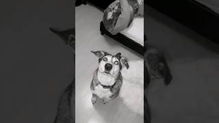 Hund Hochspringen Und Fangen