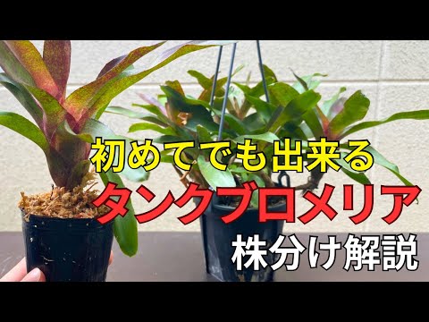 タンクブロメリアの株分け方法を管理方法を徹底解説 - YouTube