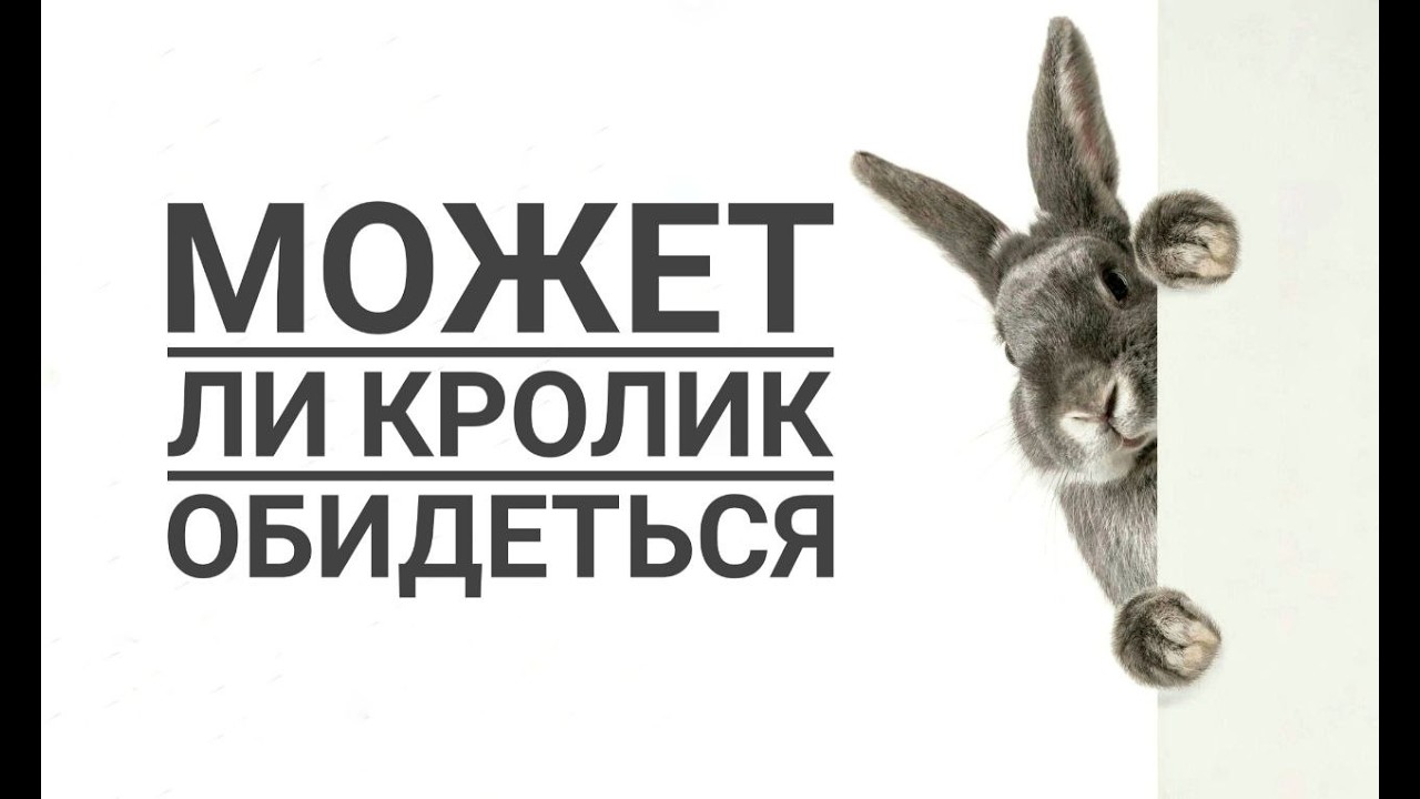 Может ли декоративный кролик обидеться | Can a decorative rabbit get offended?