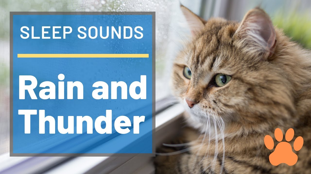 Stunning Calming Nature Sounds For Cats image