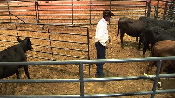 Curt Pate - Stockmanship - Controlling the position and speed of Cattle Leaving a Pen