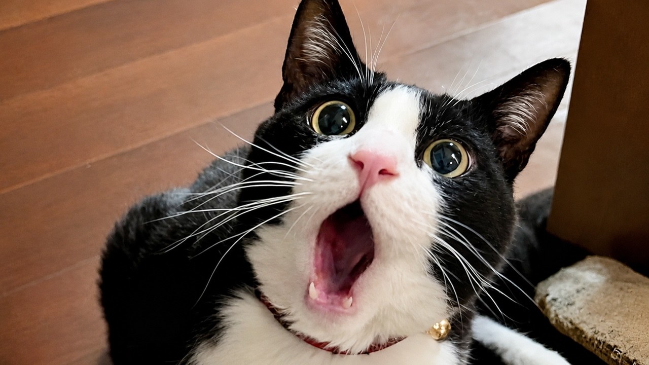 Cats Being Silly 😹🤪 Funniest CAT Videos Compilation | CAT PLANET - YouTube