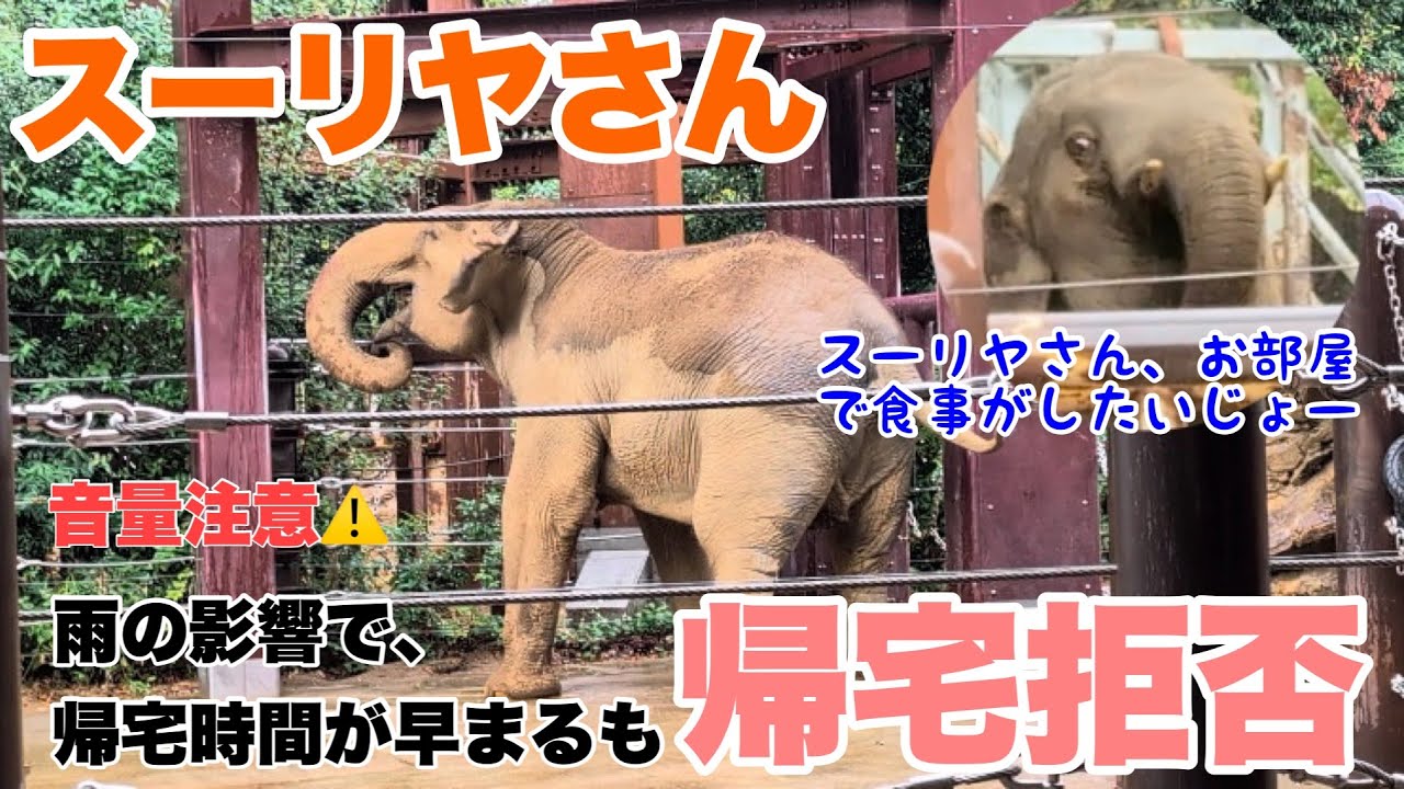 スーリヤさん、雨の影響で帰宅時間が早まるも帰宅拒否　2025.11.09