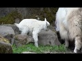 Newborn mountain goat tries to climb