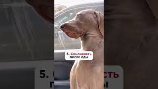 Топ 9 признаков патологический резистентности к инсулину! #пшб #иринабаранова