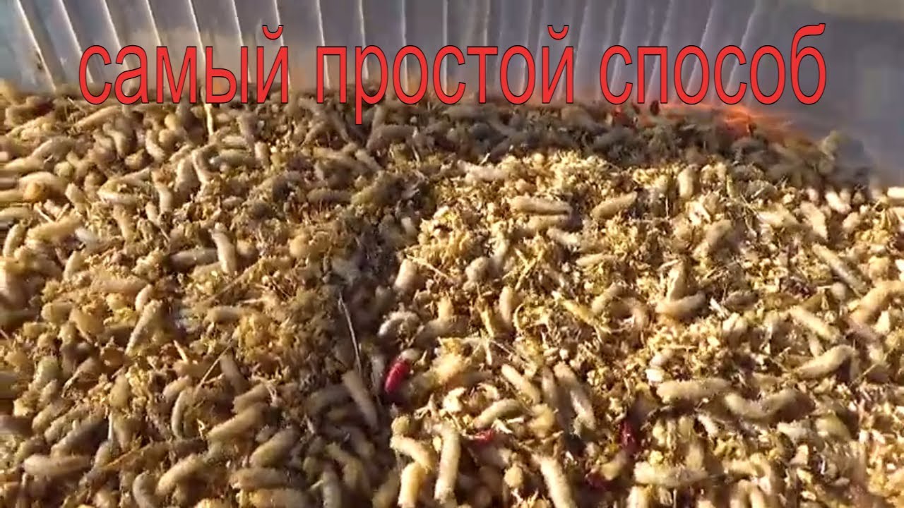 Разведение опарыша ,без запаха-на длительном отдыхе.