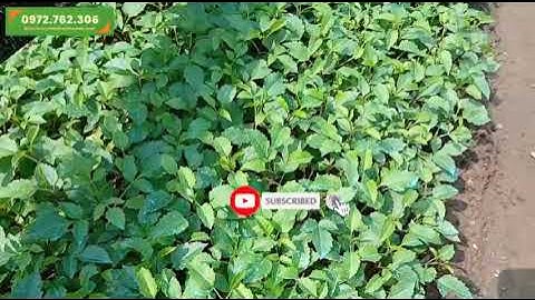 Bán cây hoa thược dược giống | Cây hoa thược dược Cây Cảnh Phạm Thương