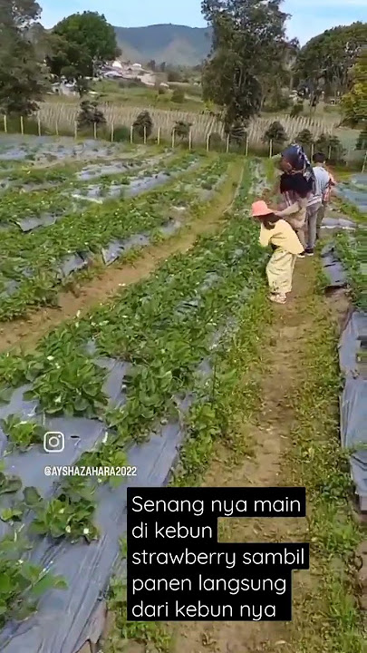 Kebun Strawberry Alahan Panjang, solok. Sumbar