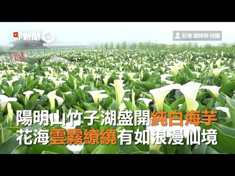 陽明山竹子湖盛開純白海芋　花海雲霧繚繞有如浪漫仙境