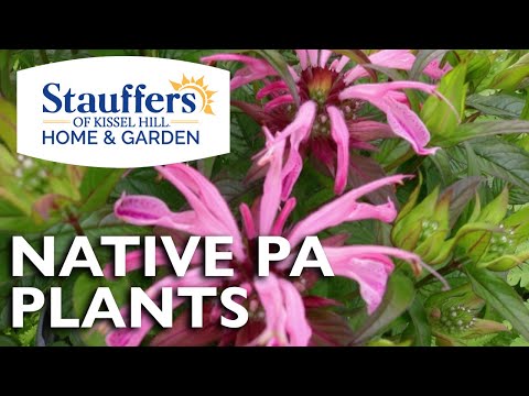 Native Pennsylvania Plants