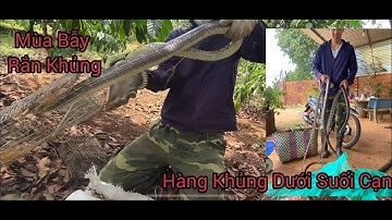 Hổ Trâu Khủng CẠnh Suối Cạn Mùa Khô