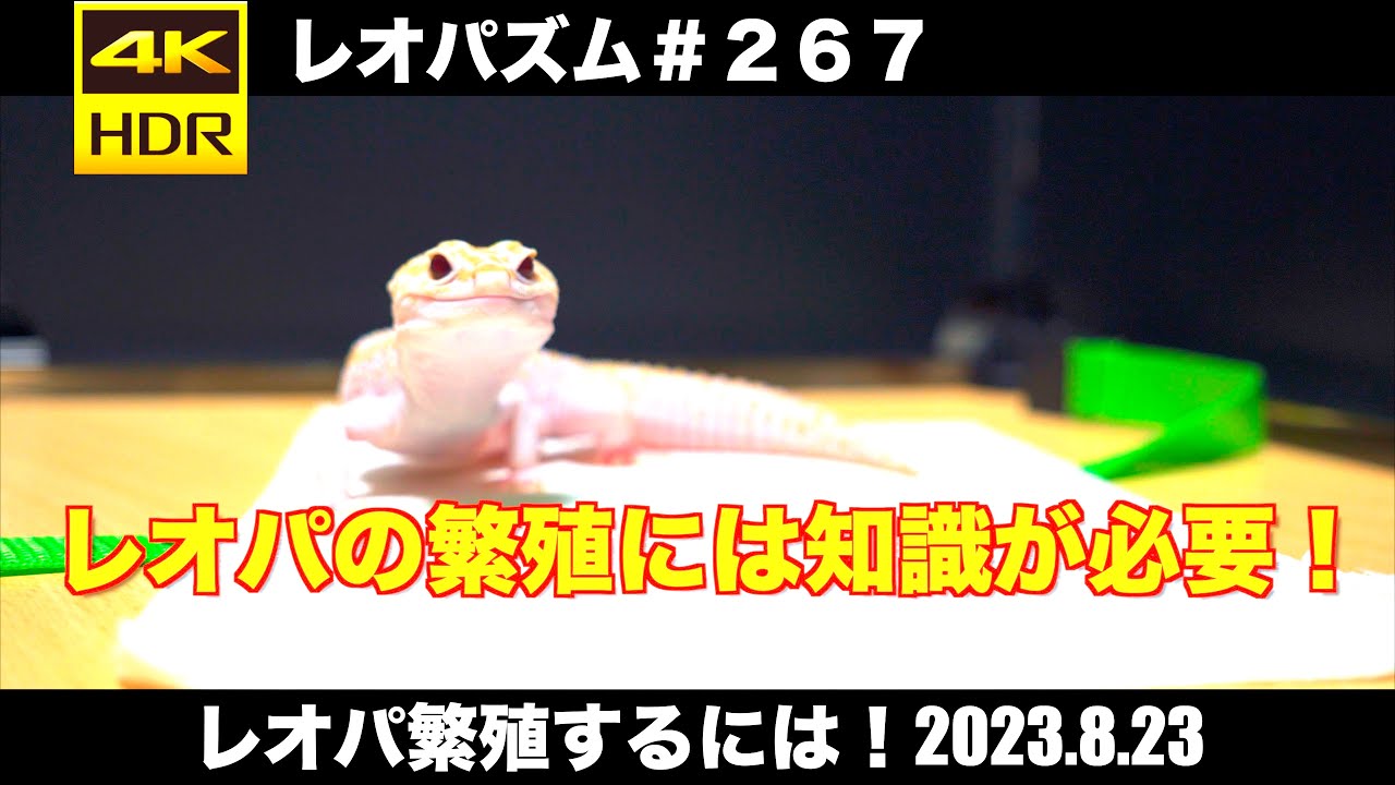 レオパ繁殖するには！2023.8.23【レオパ専用チャンネル！】〜レオパズム  by  SHIGE〜No.267