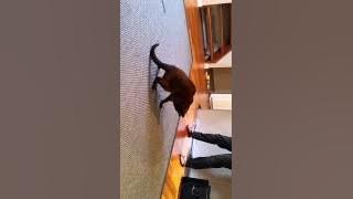 Elly cats new go cat feather toy