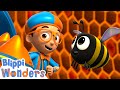 Blippi wonders  honey bees  blippi animated series  cartoons for kids