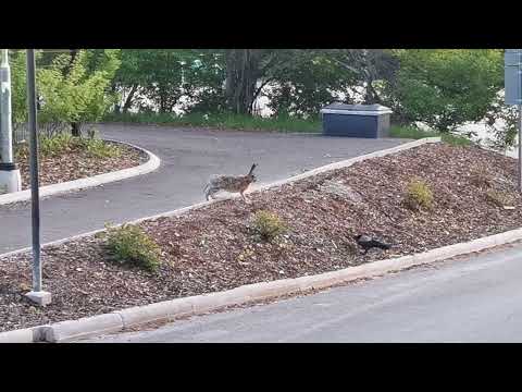 Crow and European hare interaction