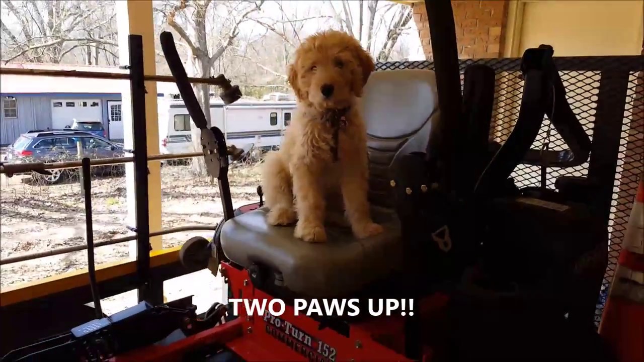 Quick LAwn Care TIPS from SOUTHERN STYLE LAWN CARE