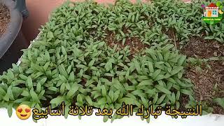 طريقة عبقرية لزراعة الكزبرة بسهولة coriander cultivation