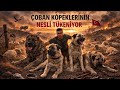 Çoban Köpeklerinin Nesli Tükeniyor mu? Ve Bedava Çoban Köpeği :)