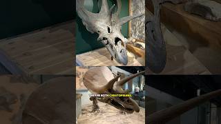 Triceratops vs Torosaurus