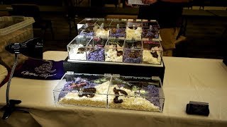 KC reptile show, cold blooded expo!